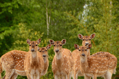 Group of axis deer looking at the camera ,living in dense deciduous forests.