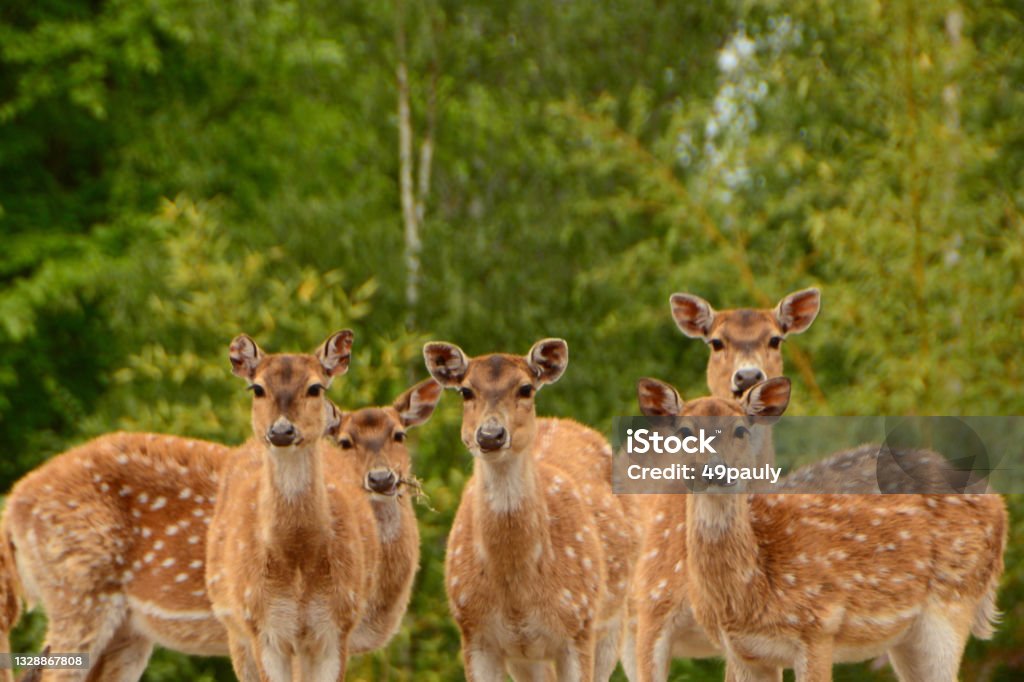 axis deer. Group of axis deer looking at the camera ,living in dense deciduous forests. Netherlands Stock Photo