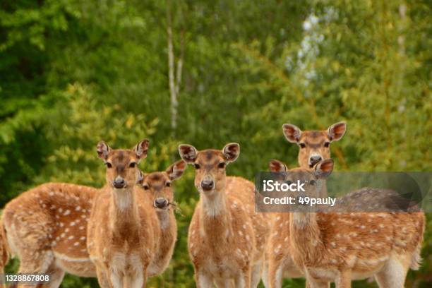 Axis Deer Stock Photo - Download Image Now - Netherlands, Animal Themes, Axis Deer