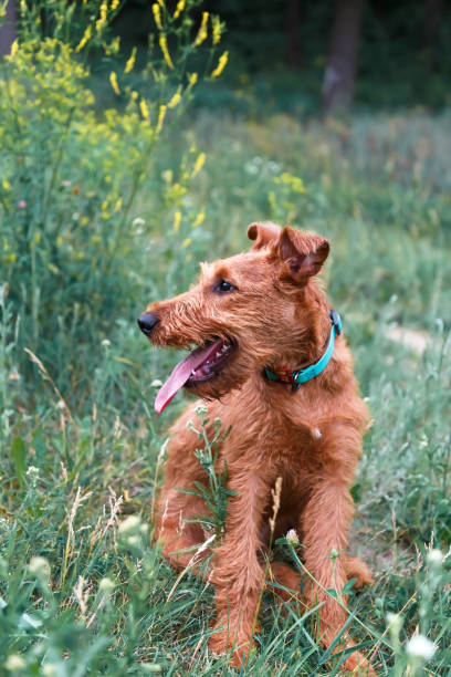 mladý vážný štěně pes čistokrevný irský teriér zrzka plemeno sedí v trávě v létě venku v přírodě v období klíšťat - irský teriér - stock snímky, obrázky a fotky