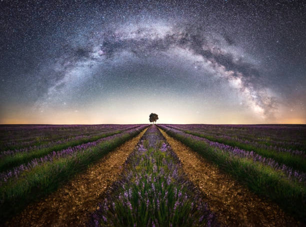 Arch of the milky way in a lavender field complete arch of the milky way with the galactic center at night in a lavender from france field cultivated in Brihuega, Spain, with an oak tree in the center and the problem of light pollution space and astronomy photos stock pictures, royalty-free photos & images