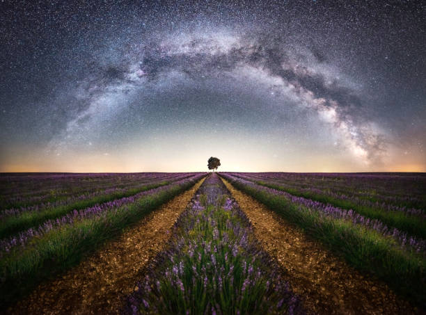 arco da via láctea em um campo de lavanda - landscape tree field flower - fotografias e filmes do acervo