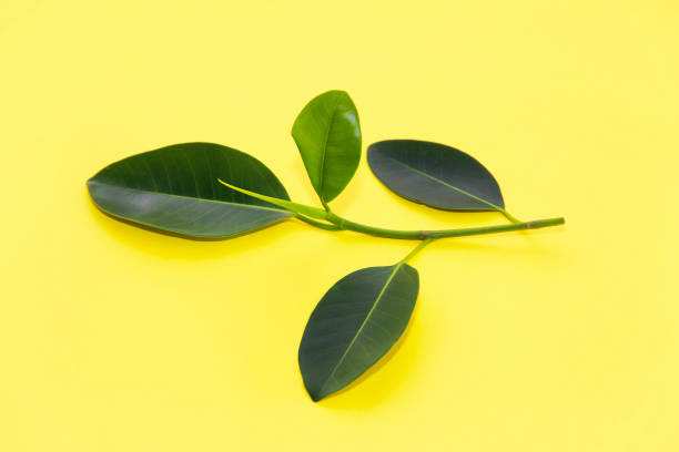 istock natural green leaves on a yellow background 1328871175