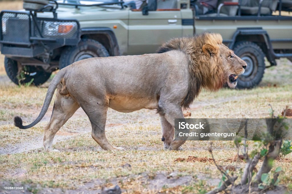 Large male lion in front of safari vehicle, wildlife shot A large male lion (panthera leo) in front of a typical safari vehicle. Shot in wildlife in Savuti, Chobe National Park, Botswana Botswana Stock Photo