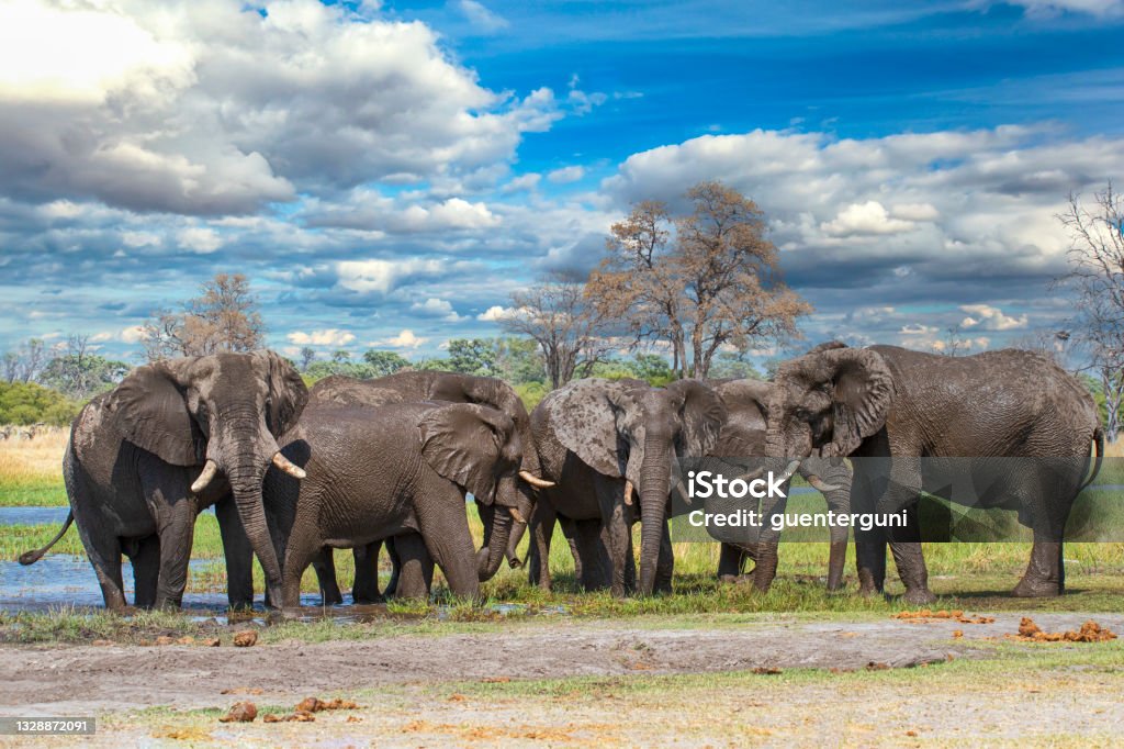African elephants at river Khwai, Okavango Delta, Botswana, A large group of African elephants (Loxodonta africana) is standing in the shallow Khwai river, Okavango, Botswana, Africa. Elephant Stock Photo