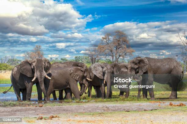 African Elephants At River Khwai Okavango Delta Botswana Stock Photo - Download Image Now