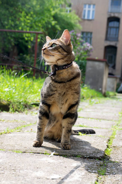 istock Cat on the leash for a walkies sitting like a model 1328872277