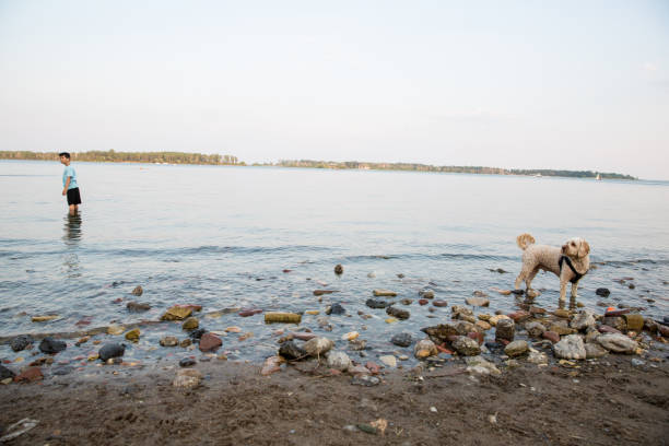 Two year old cockapoo playing with a boy and ball in the water