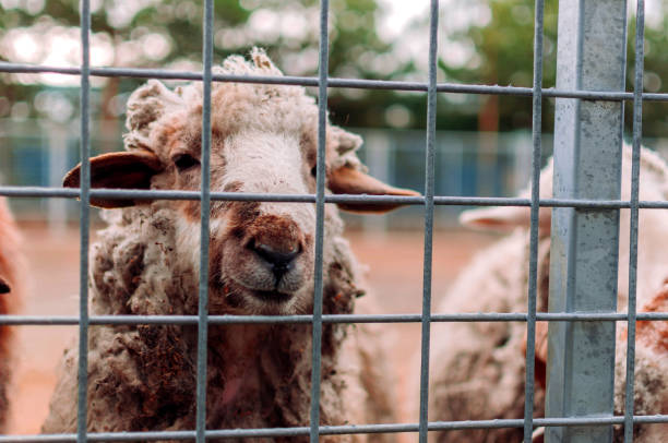 sheep looks into the frame through the mesh of the corral at the farm, portrait. mammals are in the zoo. hungry animals. selective focus. - sheep fence zoo enclosure imagens e fotografias de stock