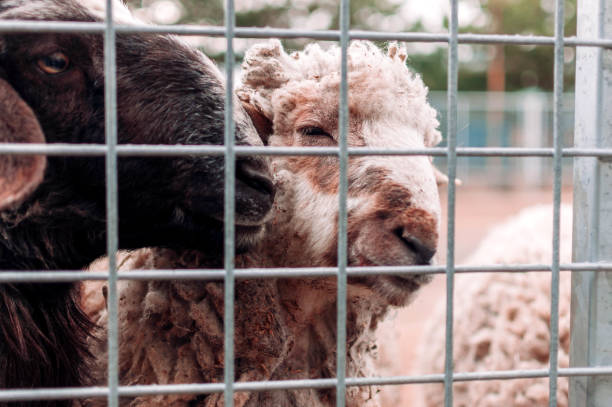 two sheep look through the netting of the corral at the farm, portrait. mammals are in the zoo. hungry animals. selective focus. - sheep fence zoo enclosure imagens e fotografias de stock