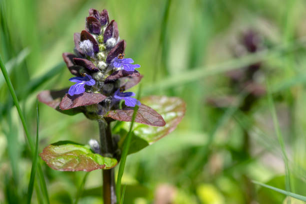 ajuga reptans blue bugle floración sprintime plantas, grupo de flores de bugleweed en flor - ajuga fotografías e imágenes de stock