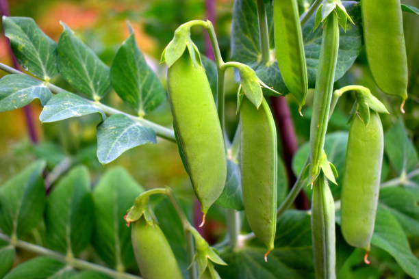 istock pea pods in the garden close up 1328874962
