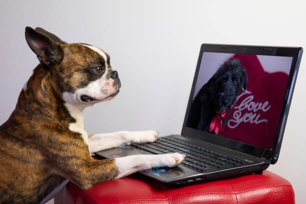 français bouledogue amoureux en appel vidéo avec sa petite amie chien avec carnet le jour de la saint-valentin - valentines day friendship puppy small photos et images de collection