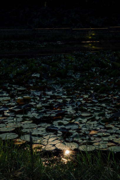 istock beautiful lotus flower on the water 1328876854