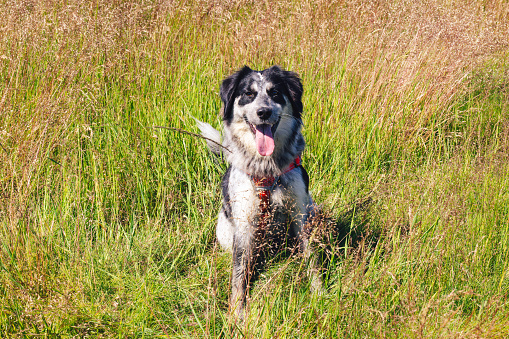 Puppy border collie dog