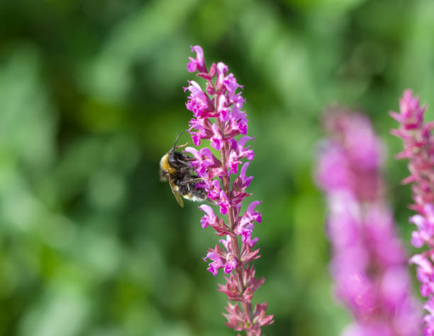 istock A honey Bee on some salvia in the Garden. 1328880666