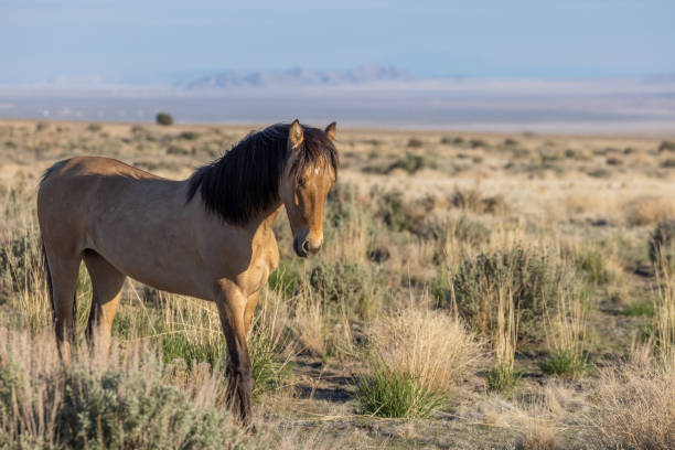 istock Wild Horse in the Utah Desert 1328881890
