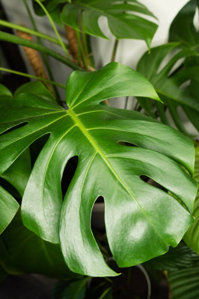 istock Home gardening houseplant background 1328882694