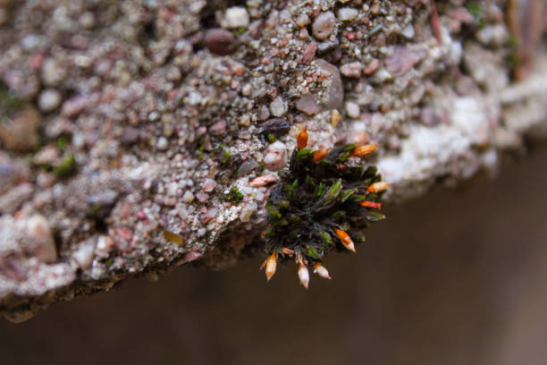 istock Old stone well with moss and lichen 1328884139