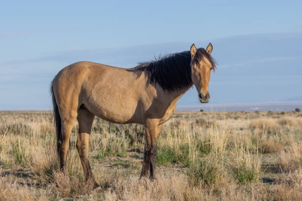 istock Wild Horse in the Utah Desert 1328884696