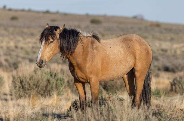 cavallo selvaggio nel deserto dello utah - 7047 foto e immagini stock