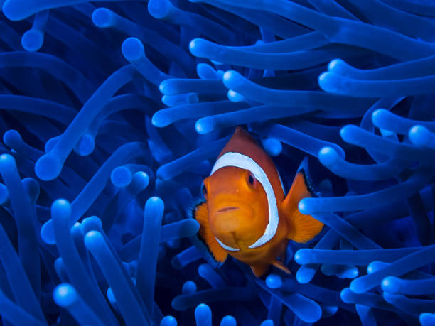 istock One small orange clownfish looks curiously from a bright blue anemone 1328887229