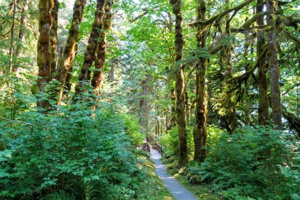 istock A beautiful lush walking path through an old growth rainforest including a walking bridge, in princess Louisa inlet, British Columbia, Canada 1328889343