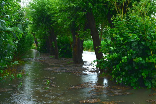 istock Global warming nature is revolting. Overflowed trees 1328890362