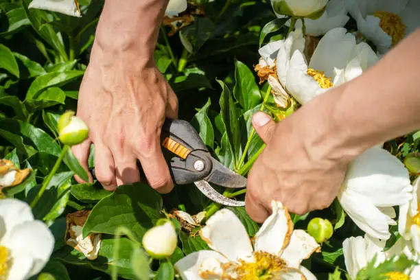 Photo of Male hands hold a pruner and cut off a branch of a tree-like white peony .