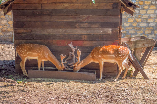 istock Two deer at the feeder. Horned animals on a sunny summer day. 1328890551