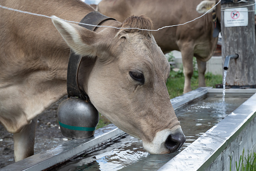 cow at a drinking place in the swiss alps