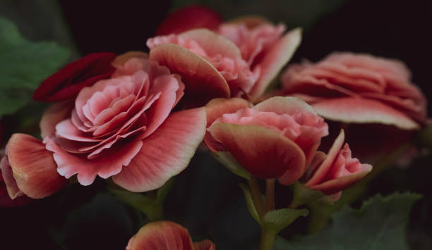 istock Luxury bouquet of roses 1328893223
