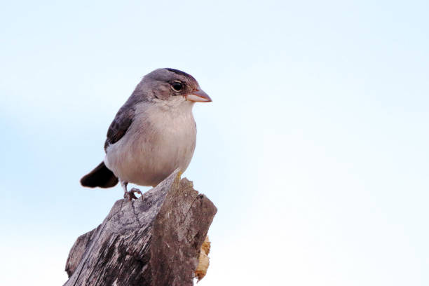 Pileated Finch (Coryphospingus pileatus), isolated, perched on a post.