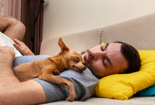 adult man and cute brown small dog sleeping together on the sofa at home. the dog being embraced by the owner. pet love and care. comfort, friendship, companionship. - alleen één mid volwassen man fotos stockfoto's en -beelden
