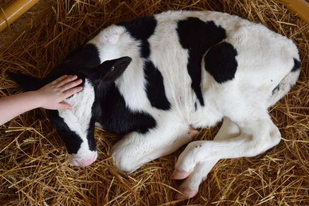 Newborn baby calf St. Joseph County Fair with a newborn calf sleeping cow stock pictures, royalty-free photos & images