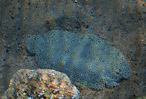 Flat fish or Moses sole – Pardachirus marmoratus. It belongs to the family Soleidae, inhabits sandy areas of coral reefs, its body color is similar to the sand and is example of excellent camouflage