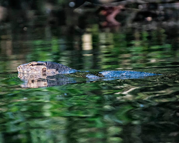 istock Big lizard swimming in a river. 1328898274