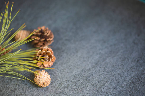 istock Conifer cone and black textured granite tile background with copy space, suitable for product presentation 1328899698