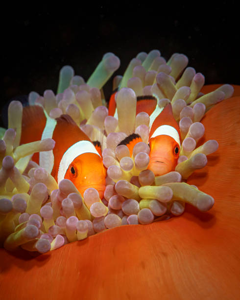 Two cute clown fish are on an orange anemone