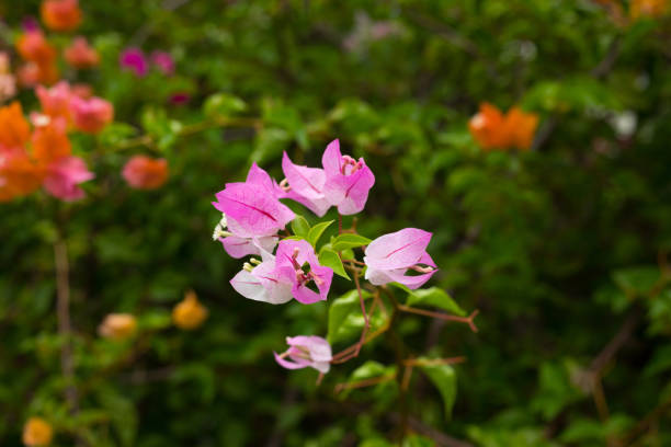 Purple blooming bougainvillea bush