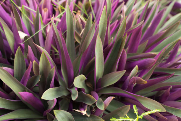 タイの紫色の草植物の商人スパタシア - tradescantia epidermis ストックフォトと画像