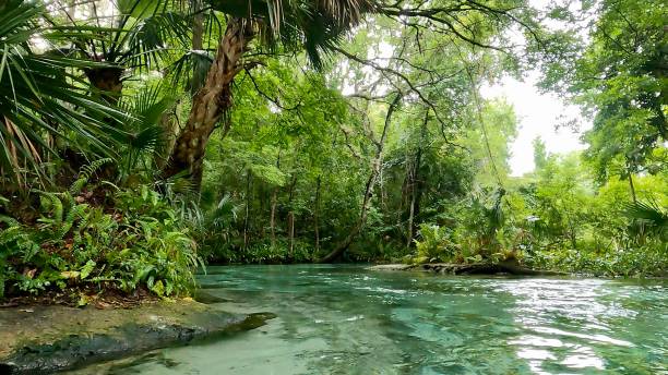 istock Florida Natural Springs 1328901533