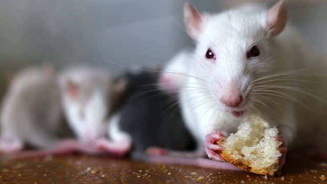 1,128 Rat Eating Stock Videos and Royalty-Free Footage - iStock | Rat eating  pizza, Rat eating fruit, Rat eating cheese