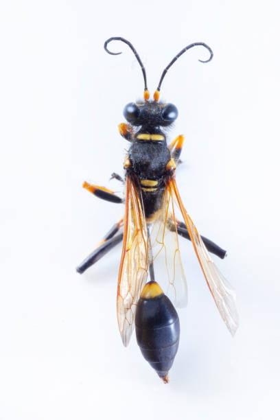 istock Black and Yellow Mud Dauber 1328902540
