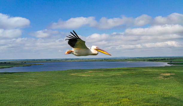 Great white pelican (Pelecanus onocrotalus, also known as rosy pelican or eastern white pelican)  in flight, aerial image, Danube Delta. \nThe Danube Delta (Romanian: Delta Dunării) is the second larges river delta in Europe, it is listed as a World Heritage Site. The larger part of the Delta is belonging to Romania, a smaller part to Ukraine.