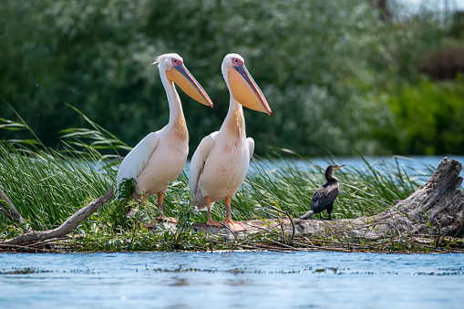 Pelicans swim in the pond