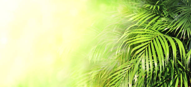 istock Horizontal banner with palm leaves on sunny blurred nature background 1328903767