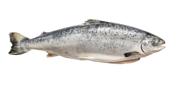istock gutted raw salmon from Faroe islands isolated 1328904103