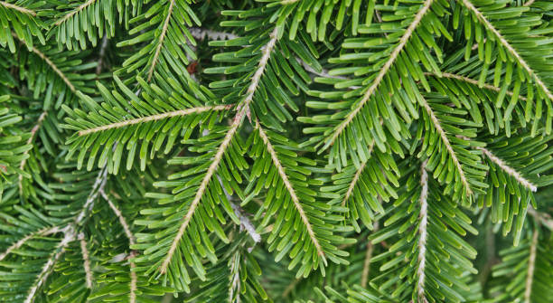 istock Texture of coniferous branches as plant background. 1328905134