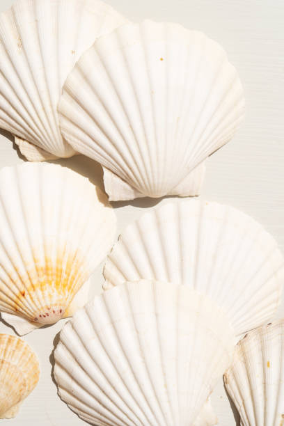istock Sea shells styled stock scene 1328905193